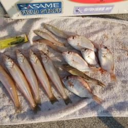 妻鹿へキス釣査