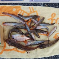 ハゼが入れ食い