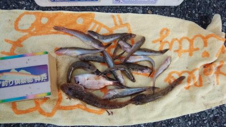 ハゼが入れ食い