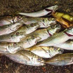 常夜灯はパラダイス