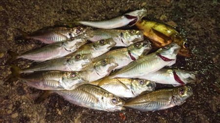 常夜灯はパラダイス