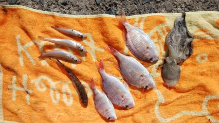 キス調査しました