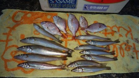 播磨新島に秋ギスの気配