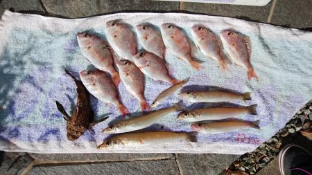 播磨新島でキス狙い