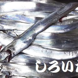 ナイスバディのタチウオ釣れた。