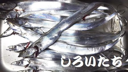 ナイスバディのタチウオ釣れた。