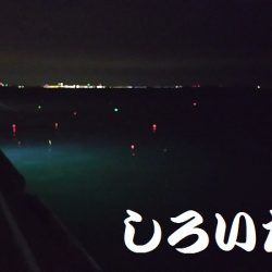 サバの姿が、無くなった?