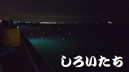 サバの姿が、無くなった?