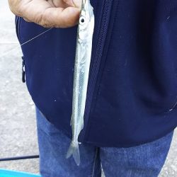 今日はのんびりサヨリ釣り。