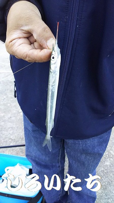 今日はのんびりサヨリ釣り。