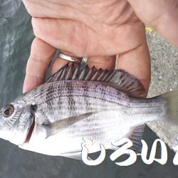 サヨリ時々イワシ。