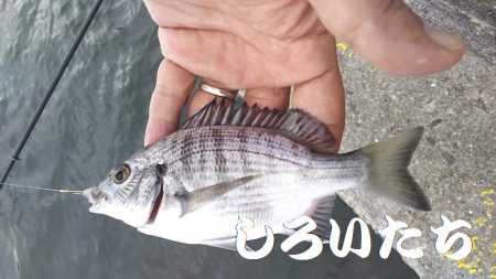 サヨリ時々イワシ。