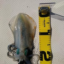 乗り気でないボートエギング(笑)