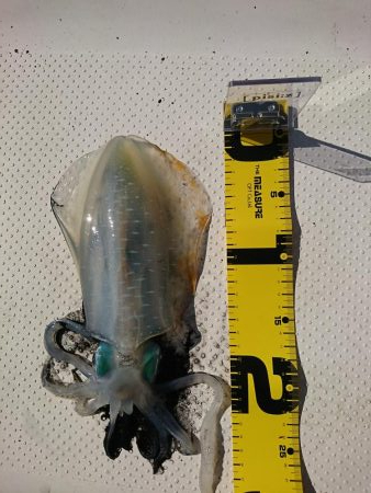 乗り気でないボートエギング(笑)