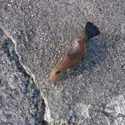 カワハギとタコとイカ