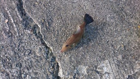 カワハギとタコとイカ