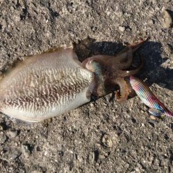 強風の中のエギング