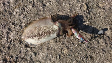 強風の中のエギング