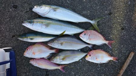 県南ノマセサビキ&ジギング&…