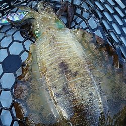 ウネリの中でティップラン