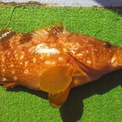 良型アコウげっと～