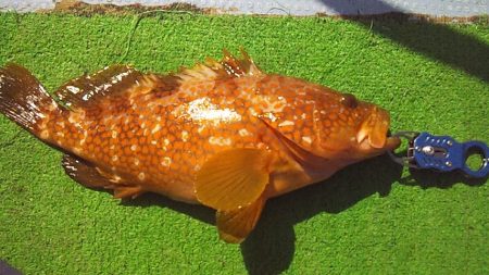 良型アコウげっと～