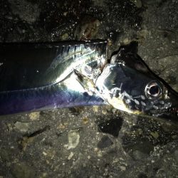 タチウオ高活性。