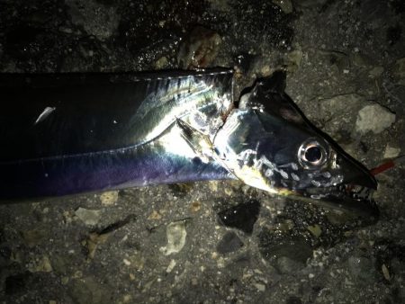 タチウオ高活性。