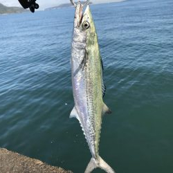 初サゴシ&驚きの魚