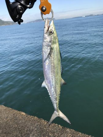 初サゴシ&驚きの魚