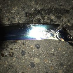 タチウオ×9からのサバ3