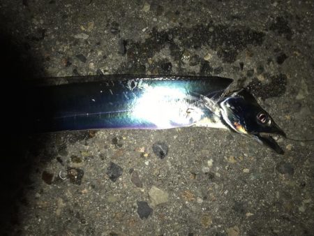 タチウオ×9からのサバ3