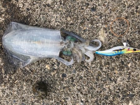 サーフ エギング