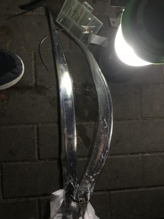 タチウオを求めて^ ^