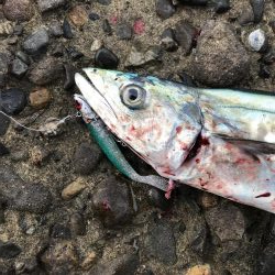アオリイカメジロ太刀魚色々狙ってみるも