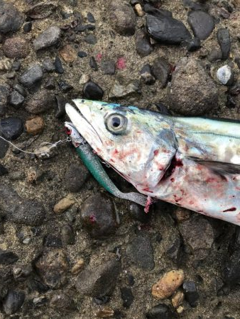アオリイカメジロ太刀魚色々狙ってみるも