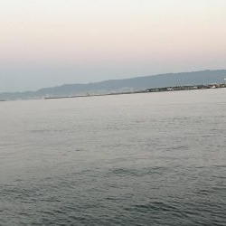 プリプリのサゴシ