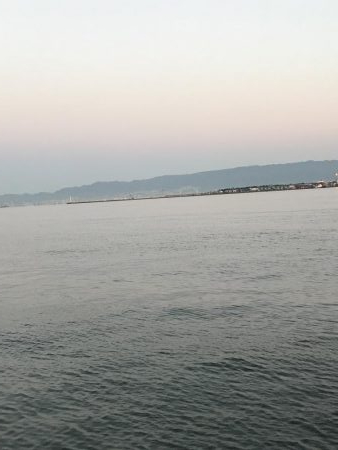 プリプリのサゴシ