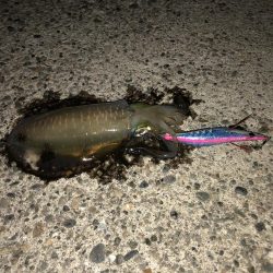 仕事帰りのエギング