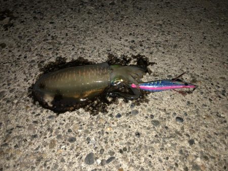 仕事帰りのエギング