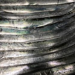 サバのありがたみ。