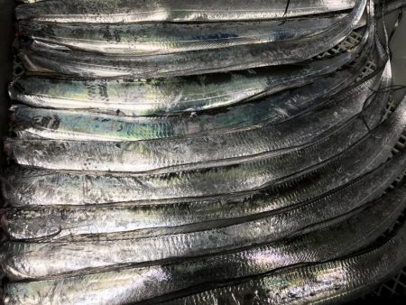 サバのありがたみ。