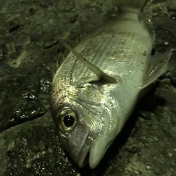 アオリ、アナゴ、小鯛、キス