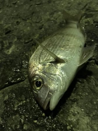 アオリ、アナゴ、小鯛、キス