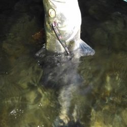 リバーシーバス