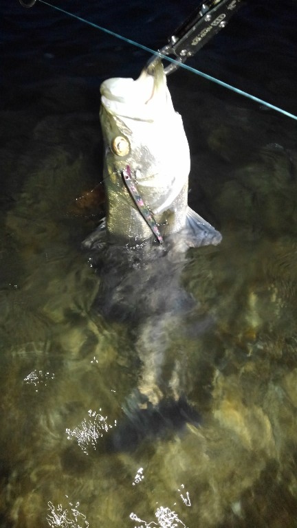 リバーシーバス