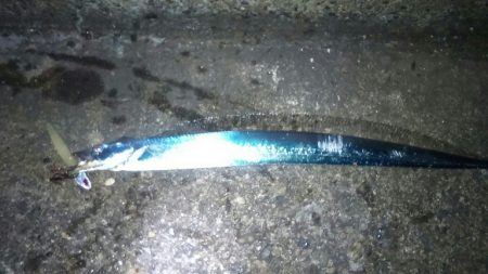 仕事終わりに太刀魚調査行って来ました。