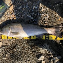 ブリブリのシーバス!