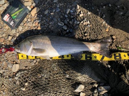 ブリブリのシーバス！