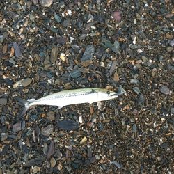 大神子でサゴシ